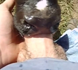 POV face-fucking with a hot animal