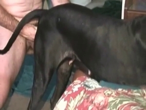 Black dog getting pounded hard on cam