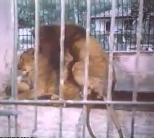 Horny lion mating with his lioness
