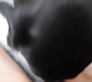 Black dog eating his succulent asshole