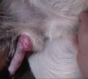 Seeing this dog's cock grow bigger
