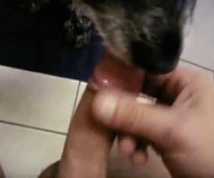 Dog sucking that dude's meaty cock