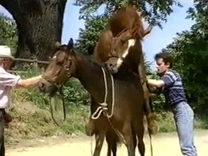 Two brown horses enjoy rough sex
