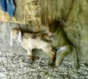 Baby goat and monkey have amazing bestiality XXX