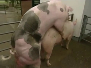 Sweet pigs are getting in the bestiality XXX action