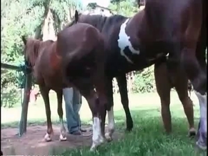 Trained horse fucked her crack on cam
