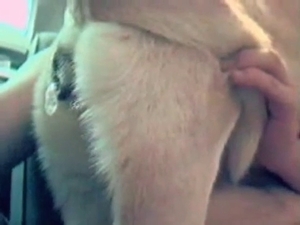 Dog sex shown up close