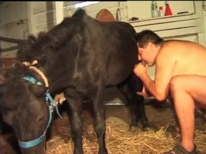 Shameless guy is giving a blowjob to a horse