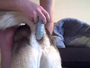 Shoving a blue toy in doggy tight ass