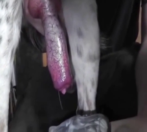Playful dog with a purple penis likes hardcore porn
