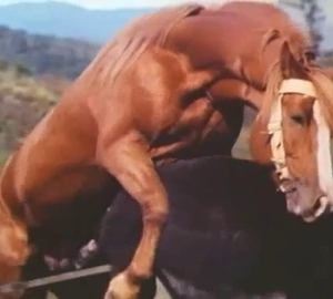Brutal horse screwed a nice crack of a hot animal