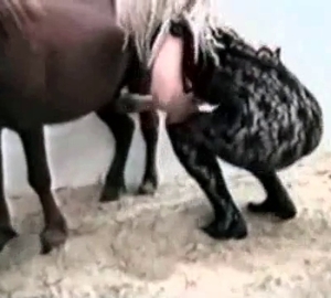 Blonde and pony in the awesome homemade bestiality