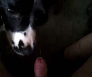 Sensual nice doggy is smelling my penis with passion
