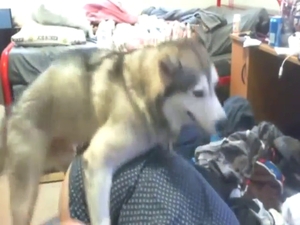 Hot brunette gay guy gets fucked by Husky