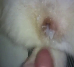 Husky's furry pussy covered in human cum today