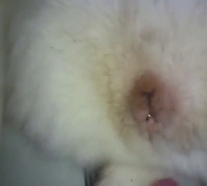 Husky's furry pussy covered in human cum today