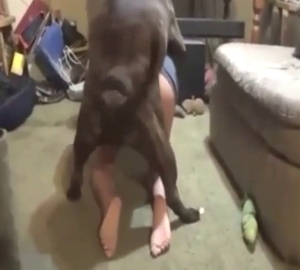 Dog tearing into that human pussy with passion