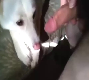 White dog gets to lick that penis in close-up vid