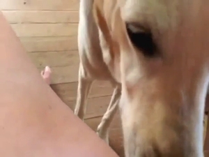Labrador is going to get that wet pussy licked