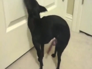 Black dog shows what it's capable of, masturbating