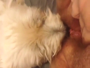 Fat lady with a hairy twat licked by a doggo