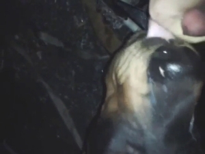 Dog is going to get fucked orally at midnight