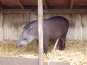 Thirsty tapir showing off its attractive body here