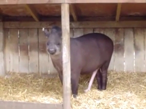 Thirsty tapir showing off its attractive body here