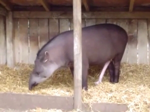 Thirsty tapir showing off its attractive body here