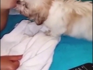 Breasty lady lets this dog suck on her nipples