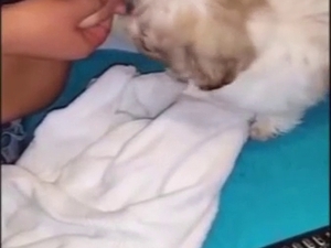 Breasty lady lets this dog suck on her nipples