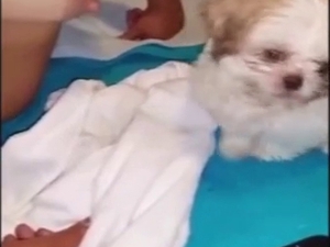 Breasty lady lets this dog suck on her nipples