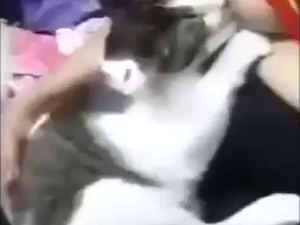 Milk-hungry kitty to fall in love with tits