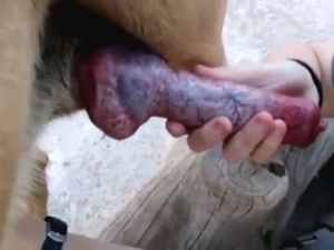 BJ with a brown dog that has a red boner