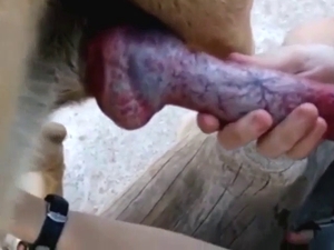 BJ with a brown dog that has a red boner