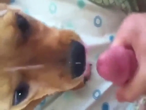 Sexed-up pupper takes a facial, it looks brilliant