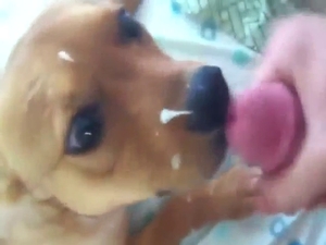 Sexed-up pupper takes a facial, it looks brilliant