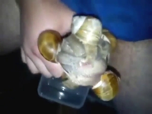 Guy fucks slimy snails with his meaty penis