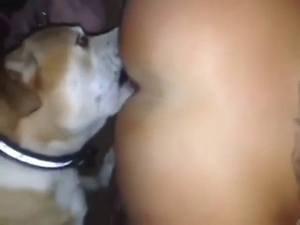 Pitbull is fucking worshipping that hole up close