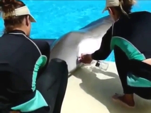 Dolphin is going to get its dick milked poolside