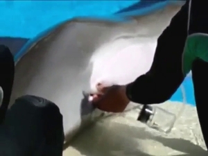 Dolphin is going to get its dick milked poolside
