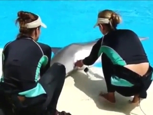 Dolphin is going to get its dick milked poolside