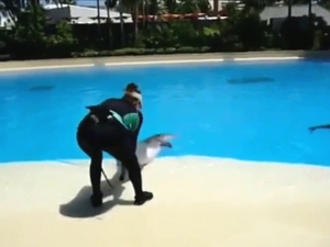 Dolphin is going to get its dick milked poolside